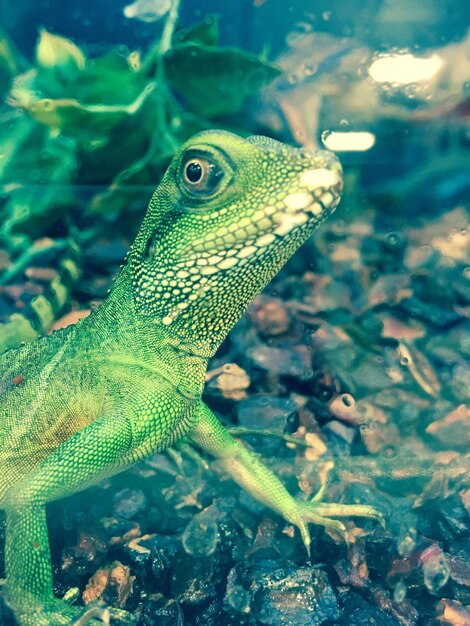 Foto close-up van een hagedis