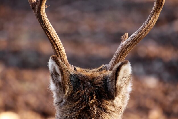 Foto close-up van een hagedis