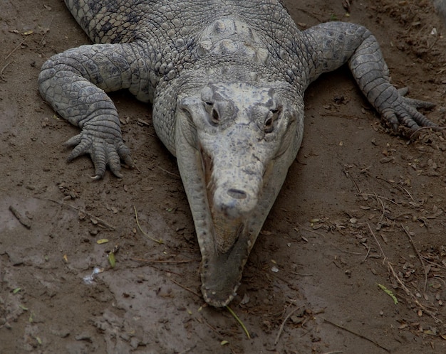 Foto close-up van een hagedis