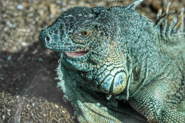 Foto close-up van een hagedis