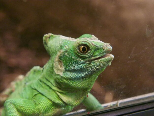 Foto close-up van een hagedis