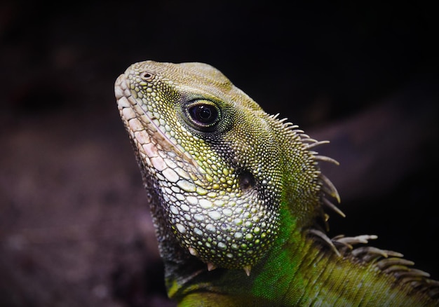 Close-up van een hagedis