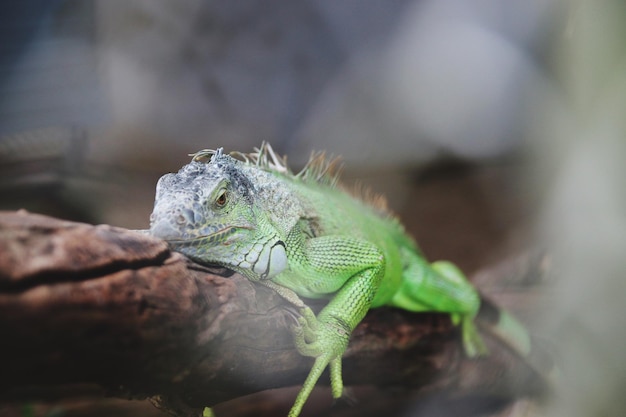 Foto close-up van een hagedis