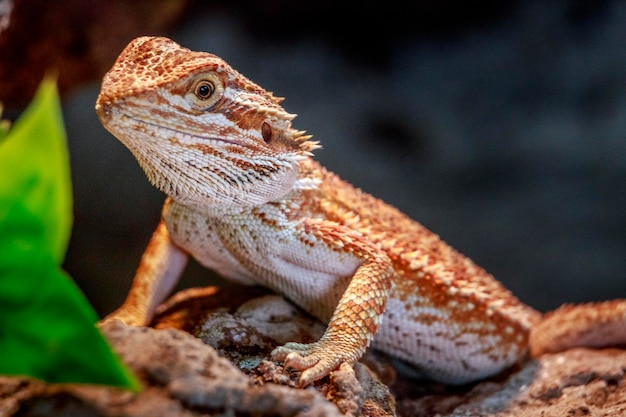 Close-up van een hagedis