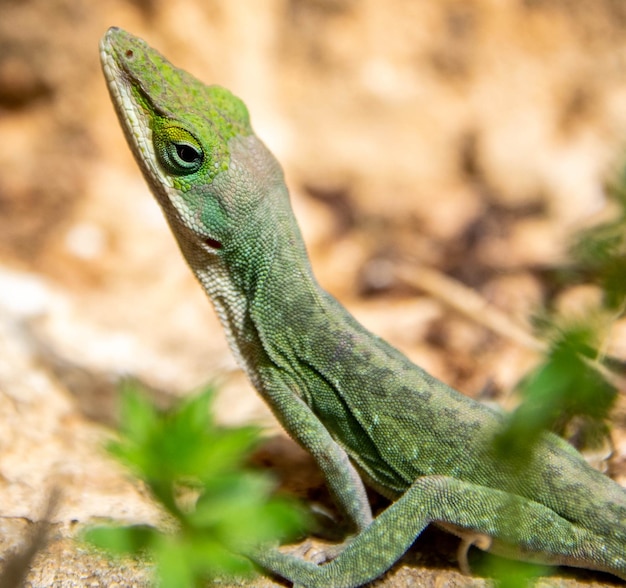 Close-up van een hagedis