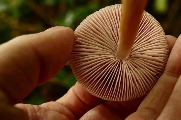 Foto close-up van een hand die een blad vasthoudt