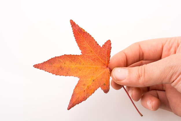Foto close-up van een hand die een herfstblad vasthoudt tegen een witte achtergrond