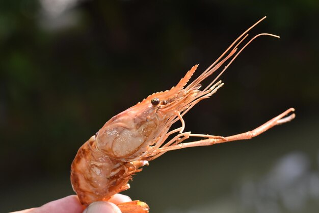 Foto close-up van een hand die een insect vasthoudt