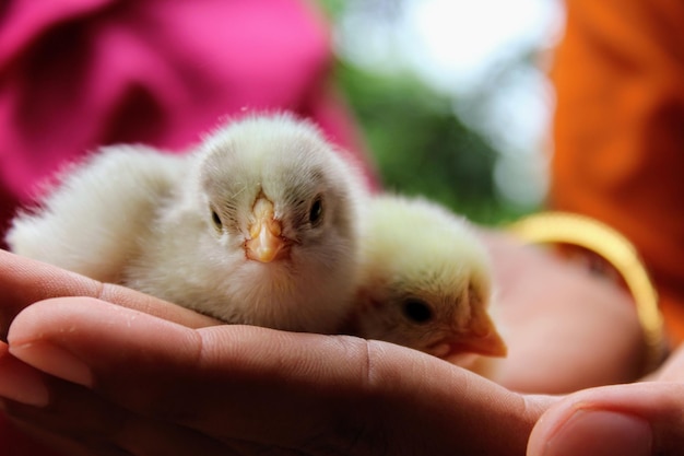 Foto close-up van een hand die een jonge vogel vasthoudt