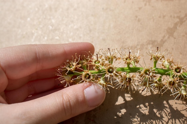 Foto close-up van een hand die een kleine bloem vasthoudt