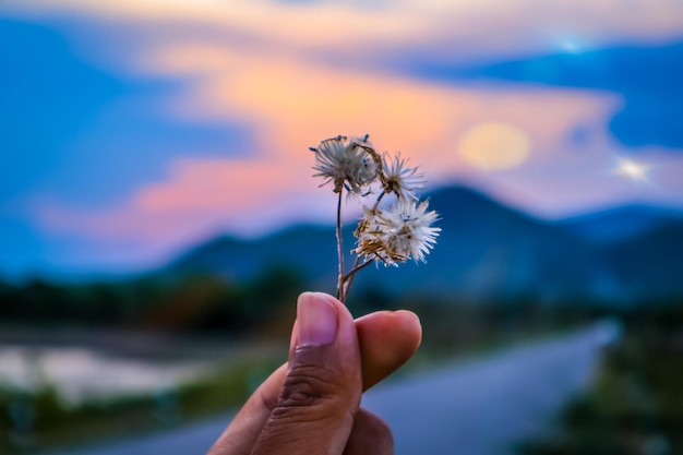 Close-up van een hand die een paardenbloem vasthoudt op een witte achtergrond