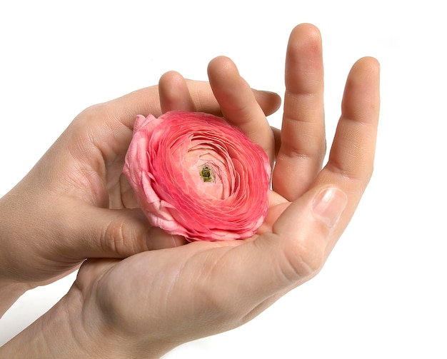 Close-up van een hand die een roze bloem vasthoudt op een witte achtergrond