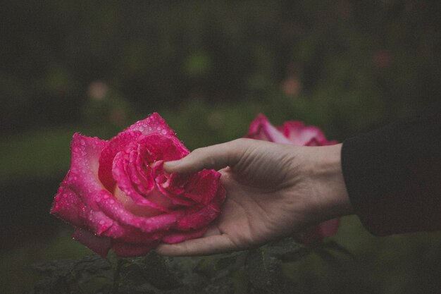 Close-up van een hand die een roze roos vasthoudt