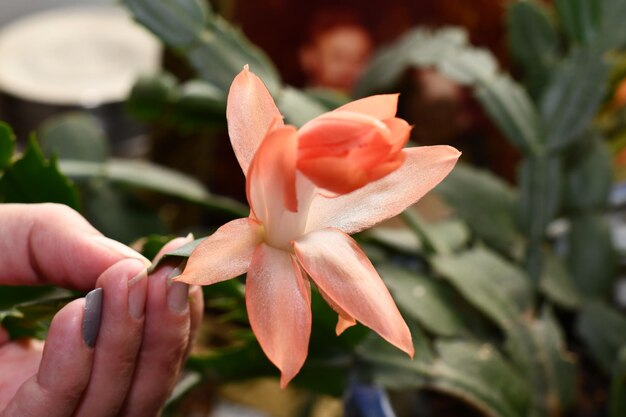 Foto close-up van een hand die een sinaasappelbloeiende plant vasthoudt