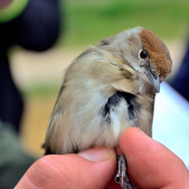 Close-up van een hand die een vogel vasthoudt