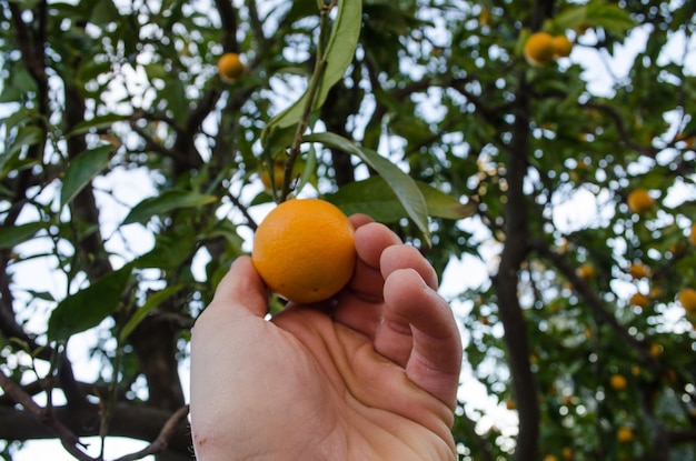 Close-up van een hand die fruit op een boom houdt