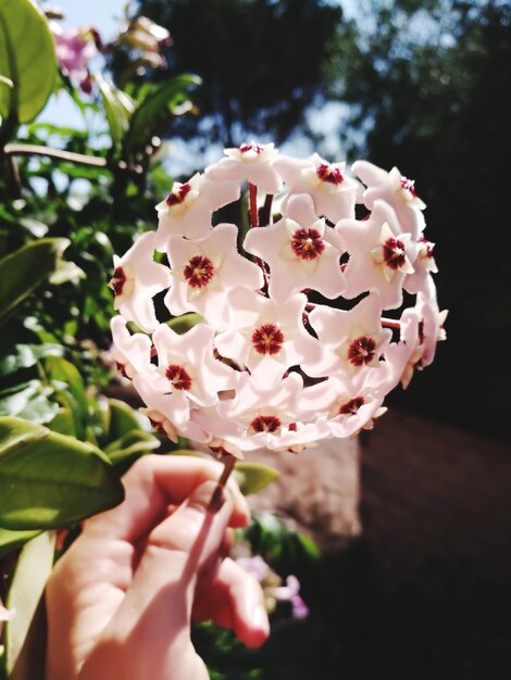 Foto close-up van een hand die roze bloemen vasthoudt