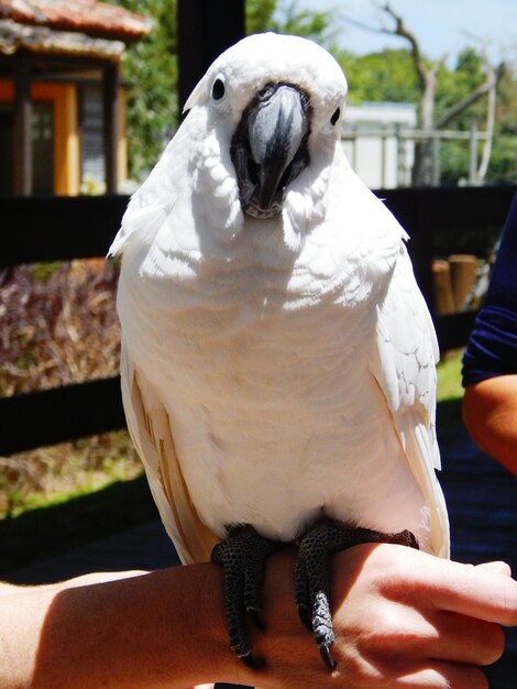 Close-up van een handhoudende vogel