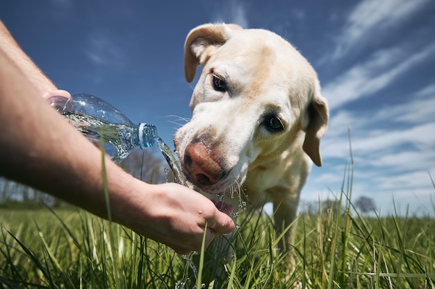 Close-up van een handvoedende hond op het veld