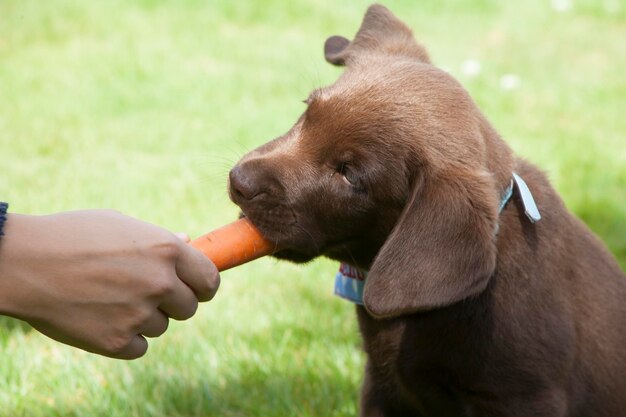 Foto close-up van een handvoedende hond