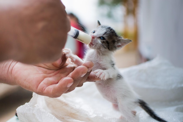 Close-up van een handvoeding kitten