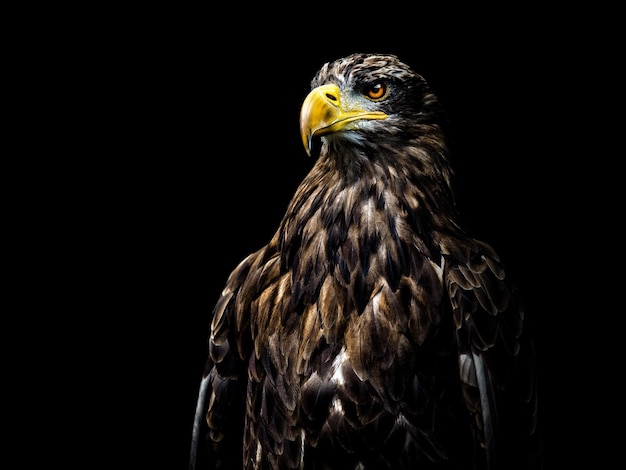 Close-up van een havik op een zwarte achtergrond