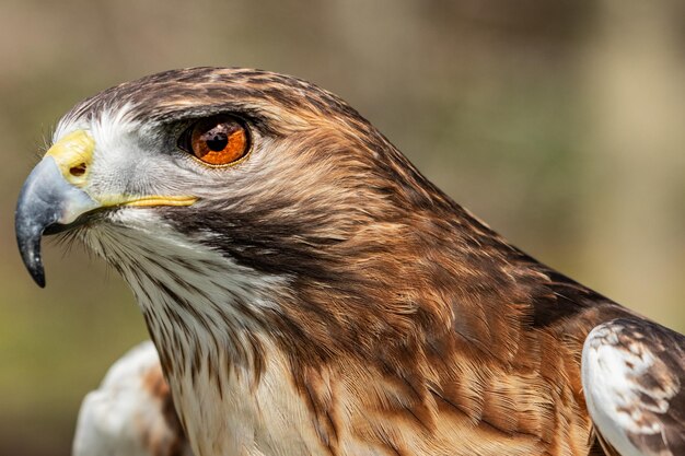 Foto close-up van een havik