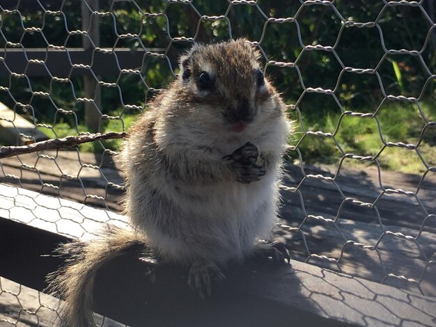 Foto close-up van een hek waar konijnen worden opgegeten