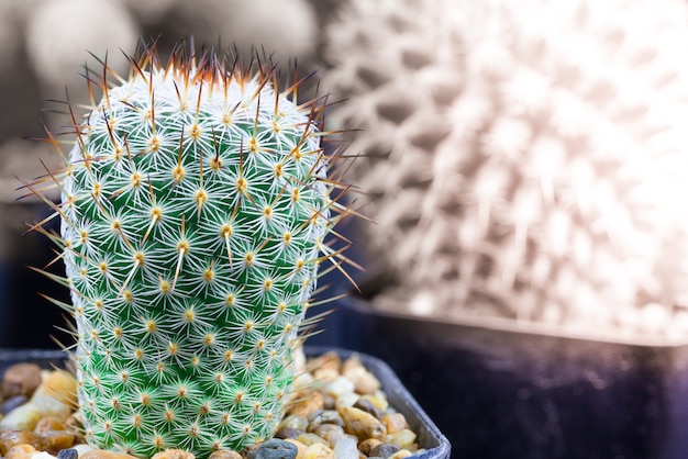Close-up van een heldergroene cactus