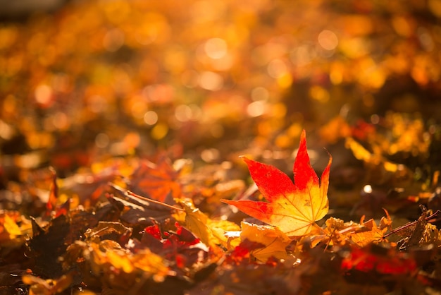 Close-up van een herfst esdoornblad