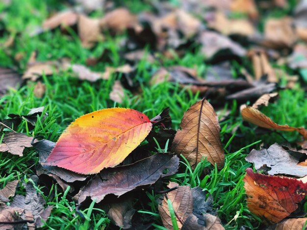 Foto close-up van een herfstblad op gras