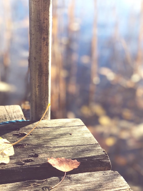 Foto close-up van een herfstblad op hout