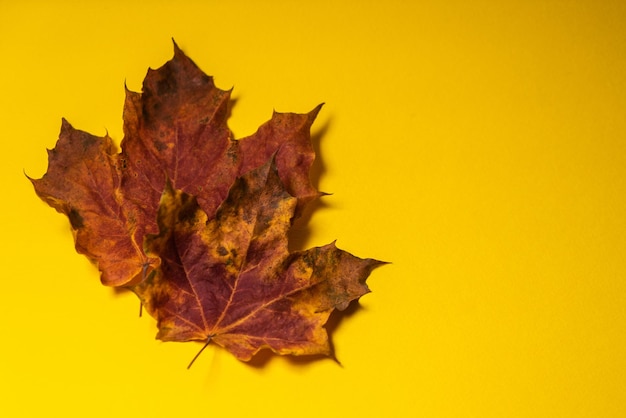 Close-up van een herfstblad tegen een gele achtergrond