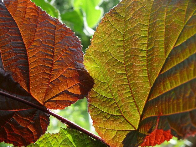 Foto close-up van een herfstblad