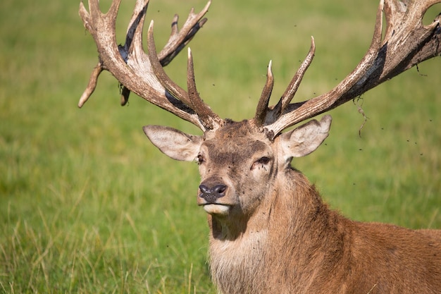 Close-up van een hert in het wild