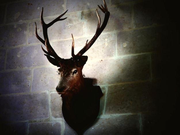 Foto close-up van een hert tegen de muur