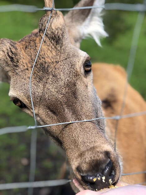 Foto close-up van een hert