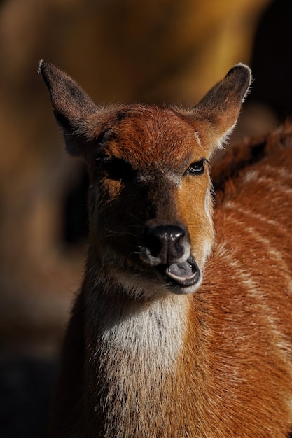 Foto close-up van een hert