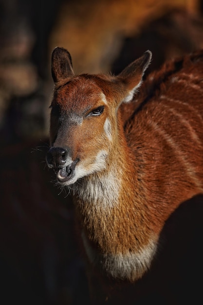 Foto close-up van een hert