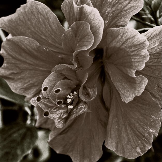 Foto close-up van een hibiscus die buiten bloeit