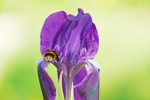 Close-up van een hommel die een paarse iris bestuift