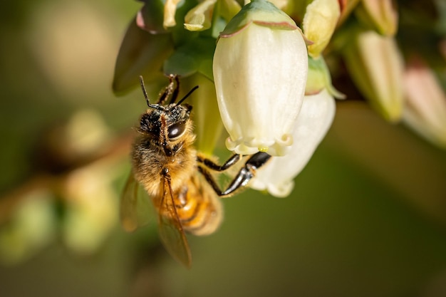 Close-up van een hommel op bloemen onder het zonlicht met een wazige backgro