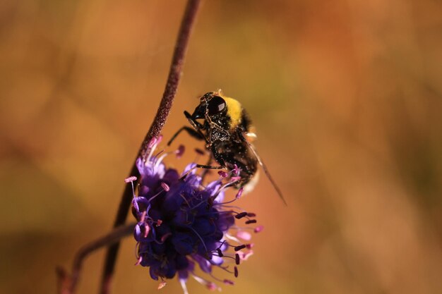 Foto close-up van een hommels bestuiwing op een paarse bloem