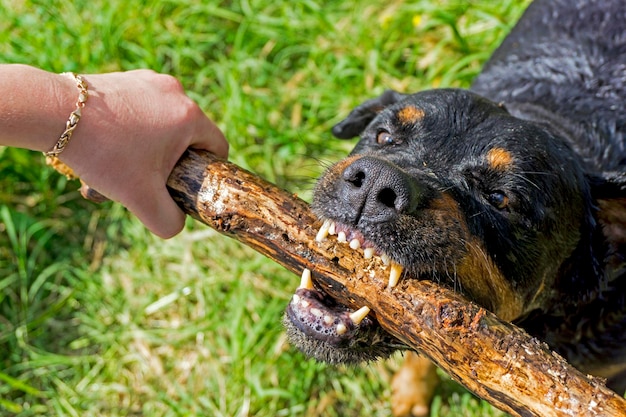 Foto close-up van een hond die bijt met een stok