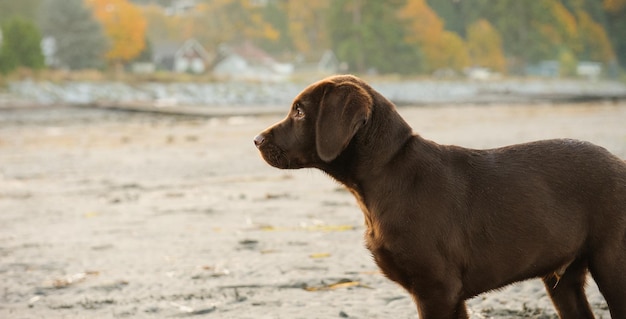 Close-up van een hond die buiten staat