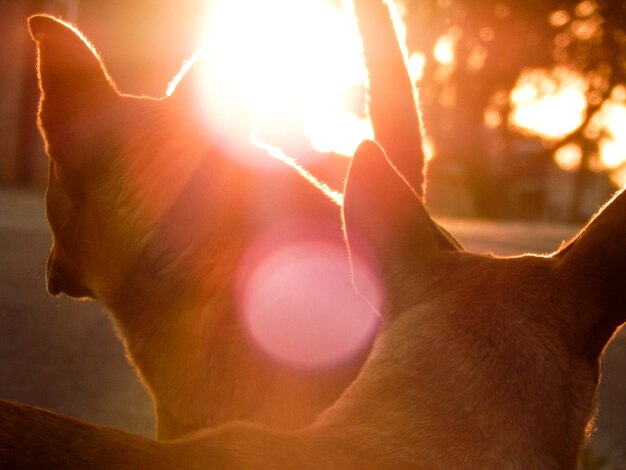 Foto close-up van een hond die de hand vasthoudt bij zonsondergang