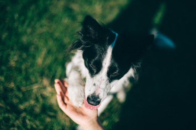 Close-up van een hond die de hand vasthoudt