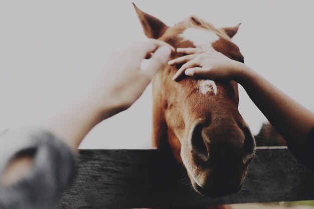 Foto close-up van een hond die de hand vasthoudt