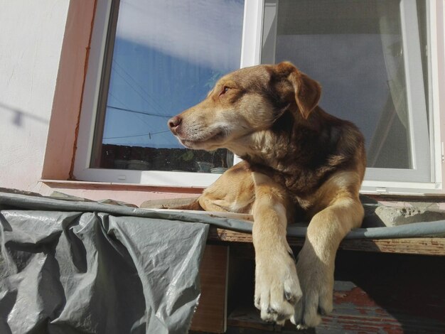 Foto close-up van een hond die door een raam kijkt