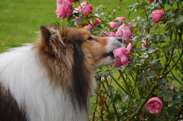 Foto close-up van een hond die een roze rozenbloem bijt